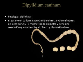 Dipylidium caninum
• Patologia: dipilidiasis.
• El gusano en su forma adulta mide entre 15-70 centímetros
de largo por 2,5 - 3 milímetros de diámetro y tiene una
coloración que varía entre el blanco y el amarillo claro
 