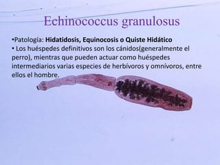 Echinococcus granulosus
•Patología: Hidatidosis, Equinocosis o Quiste Hidático
• Los huéspedes definitivos son los cánidos(generalmente el
perro), mientras que pueden actuar como huéspedes
intermediarios varias especies de herbívoros y omnívoros, entre
ellos el hombre.
 