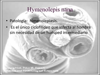 Hymenolepis nana
• Patología: himenolepiasis.
• Es el único ciclofilídeo que infecta al hombre
sin necesidad de un huésped intermediario
 