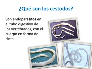 ¿Qué son los cestodos?
Son endoparásitos en
el tubo digestivo de
los vertebrados, con el
cuerpo en forma de
cinta
 
