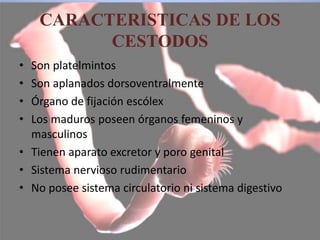 CARACTERISTICAS DE LOS
CESTODOS
• Son platelmintos
• Son aplanados dorsoventralmente
• Órgano de fijación escólex
• Los maduros poseen órganos femeninos y
masculinos
• Tienen aparato excretor y poro genital
• Sistema nervioso rudimentario
• No posee sistema circulatorio ni sistema digestivo
 