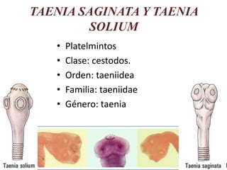 TAENIA SAGINATA Y TAENIA
SOLIUM
• Platelmintos
• Clase: cestodos.
• Orden: taeniidea
• Familia: taeniidae
• Género: taenia
 