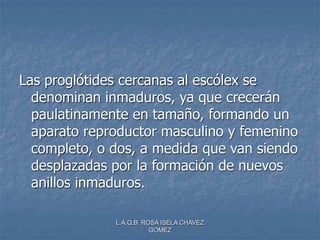 L.A.Q.B. ROSA ISELA CHAVEZ
GOMEZ
Las proglótides cercanas al escólex se
denominan inmaduros, ya que crecerán
paulatinamente en tamaño, formando un
aparato reproductor masculino y femenino
completo, o dos, a medida que van siendo
desplazadas por la formación de nuevos
anillos inmaduros.
 