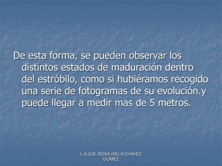 L.A.Q.B. ROSA ISELA CHAVEZ
GOMEZ
De esta forma, se pueden observar los
distintos estados de maduración dentro
del estróbilo, como si hubiéramos recogido
una serie de fotogramas de su evolución.y
puede llegar a medir mas de 5 metros.
 