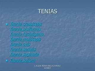 L.A.Q.B. ROSA ISELA CHAVEZ
GOMEZ
TENIAS
 Taenia crassiceps
Taenia pisiformis
Taenia hydatigena
Taenia multiceps
Taenia ovis
Taenia serialis
Taenia saginata
 Taenia solium
 