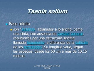 L.A.Q.B. ROSA ISELA CHAVEZ
GOMEZ
Taenia solium
 Fase adulta
 son "gusanos" aplanados a lo ancho, como
una cinta, con ausencia de cavidad general,
recubiertos por una estructura sincitial
llamada tegumento, a diferencia de la cutícula
de los nematodos. Su longitud varía, según
las especies, desde los 50 cm a más de 10.15
metros
 