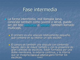 L.A.Q.B. ROSA ISELA CHAVEZ
GOMEZ
Fase intermedia
 La forma intermedia, mal llamada larva,
conocida también como juvenil o larval, puede
ser del tipo cisticerco o cenuro, también llamado
multiceps.
 El primero es una vesícula relativamente pequeña,
que contiene en su interior un solo escólex
 El cenuro es también una vesícula con contenido
líquido, pero de mayor tamaño y con la presencia de
gran cantidad de escólices. Están formados por una
doble membrana, la externa continua, y la interna
que se invagina hacia el interior para formar los
escólices.
 