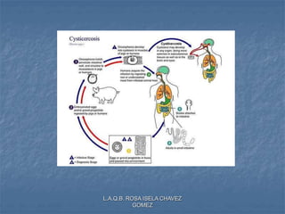 L.A.Q.B. ROSA ISELA CHAVEZ
GOMEZ
 