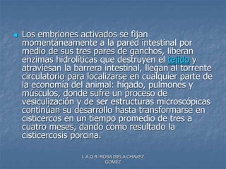 L.A.Q.B. ROSA ISELA CHAVEZ
GOMEZ
 Los embriones activados se fijan
momentáneamente a la pared intestinal por
medio de sus tres pares de ganchos, liberan
enzimas hidrolíticas que destruyen el tejido y
atraviesan la barrera intestinal, llegan al torrente
circulatorio para localizarse en cualquier parte de
la economía del animal: hígado, pulmones y
músculos, donde sufre un proceso de
vesiculización y de ser estructuras microscópicas
continúan su desarrollo hasta transformarse en
cisticercos en un tiempo promedio de tres a
cuatro meses, dando como resultado la
cisticercosis porcina.
 