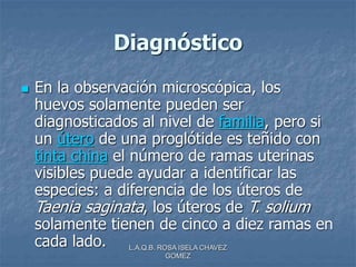 L.A.Q.B. ROSA ISELA CHAVEZ
GOMEZ
Diagnóstico
 En la observación microscópica, los
huevos solamente pueden ser
diagnosticados al nivel de familia, pero si
un útero de una proglótide es teñido con
tinta china el número de ramas uterinas
visibles puede ayudar a identificar las
especies: a diferencia de los úteros de
Taenia saginata, los úteros de T. solium
solamente tienen de cinco a diez ramas en
cada lado.
 