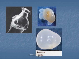 L.A.Q.B. ROSA ISELA CHAVEZ
GOMEZ
 