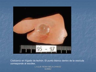 L.A.Q.B. ROSA ISELA CHAVEZ
GOMEZ
Cisticerco en hígado de lechón. El punto blanco dentro de la vesícula
corresponde al escólex.
 