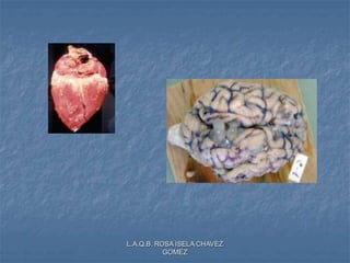 L.A.Q.B. ROSA ISELA CHAVEZ
GOMEZ
 