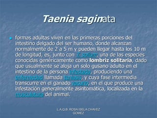 L.A.Q.B. ROSA ISELA CHAVEZ
GOMEZ
Taenia saginata
 formas adultas viven en las primeras porciones del
intestino delgado del ser humano, donde alcanzan
normalmente de 2 a 5 m y pueden llegar hasta los 10 m
de longitud, es, junto con T. solium, una de las especies
conocidas genéricamente como lombriz solitaria, dado
que usualmente se aloja un solo gusano adulto en el
intestino de la persona infestada, produciendo una
enfermedad llamada teniasis, y cuya fase intermedia
transcurre en el ganado vacuno, en el que produce una
infestación generalmente asintomática, localizada en la
musculatura del animal.
 