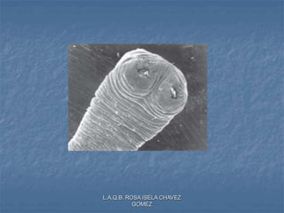 L.A.Q.B. ROSA ISELA CHAVEZ
GOMEZ
 