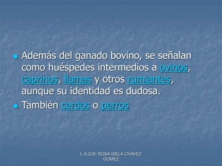 L.A.Q.B. ROSA ISELA CHAVEZ
GOMEZ
 Además del ganado bovino, se señalan
como huéspedes intermedios a ovinos,
caprinos, llamas y otros rumiantes,
aunque su identidad es dudosa.
 También cerdos o perros
 