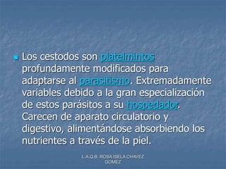 L.A.Q.B. ROSA ISELA CHAVEZ
GOMEZ
 Los cestodos son platelmintos
profundamente modificados para
adaptarse al parasitismo. Extremadamente
variables debido a la gran especialización
de estos parásitos a su hospedador.
Carecen de aparato circulatorio y
digestivo, alimentándose absorbiendo los
nutrientes a través de la piel.
 