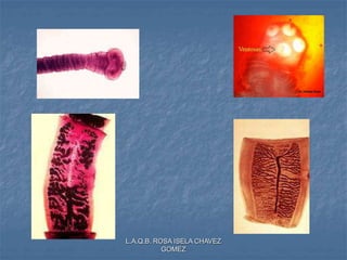 L.A.Q.B. ROSA ISELA CHAVEZ
GOMEZ
 