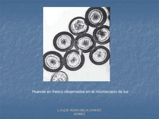 L.A.Q.B. ROSA ISELA CHAVEZ
GOMEZ
Huevos en fresco observados en el microscopio de luz
 