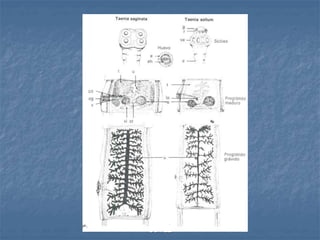 L.A.Q.B. ROSA ISELA CHAVEZ
GOMEZ
 