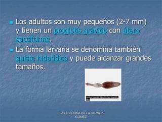 L.A.Q.B. ROSA ISELA CHAVEZ
GOMEZ
 Los adultos son muy pequeños (2-7 mm)
y tienen un proglotis grávido con útero
sacciforme.
 La forma larvaria se denomina también
quiste hidatídico y puede alcanzar grandes
tamaños.
 