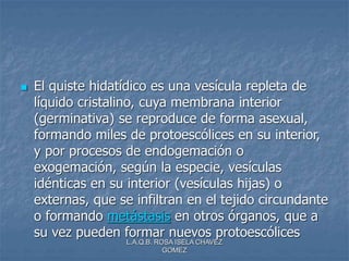 L.A.Q.B. ROSA ISELA CHAVEZ
GOMEZ
 El quiste hidatídico es una vesícula repleta de
líquido cristalino, cuya membrana interior
(germinativa) se reproduce de forma asexual,
formando miles de protoescólices en su interior,
y por procesos de endogemación o
exogemación, según la especie, vesículas
idénticas en su interior (vesículas hijas) o
externas, que se infiltran en el tejido circundante
o formando metástasis en otros órganos, que a
su vez pueden formar nuevos protoescólices
 