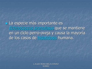 L.A.Q.B. ROSA ISELA CHAVEZ
GOMEZ
 La especie más importante es
Echinococcus granulosus que se mantiene
en un ciclo perro-oveja y causa la mayoría
de los casos de hidatidosis humana.
 