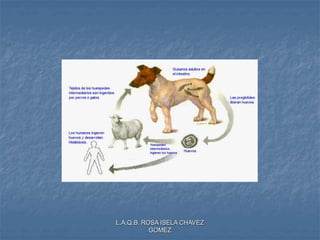 L.A.Q.B. ROSA ISELA CHAVEZ
GOMEZ
 