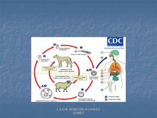 L.A.Q.B. ROSA ISELA CHAVEZ
GOMEZ
 