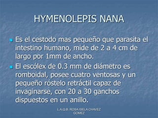 L.A.Q.B. ROSA ISELA CHAVEZ
GOMEZ
HYMENOLEPIS NANA
 Es el cestodo mas pequeño que parasita el
intestino humano, mide de 2 a 4 cm de
largo por 1mm de ancho.
 El escólex de 0.3 mm de diámetro es
romboidal, posee cuatro ventosas y un
pequeño róstelo retráctil capaz de
invaginarse, con 20 a 30 ganchos
dispuestos en un anillo.
 