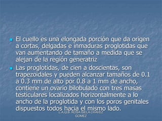 L.A.Q.B. ROSA ISELA CHAVEZ
GOMEZ
 El cuello es una elongada porción que da origen
a cortas, delgadas e inmaduras proglotidas que
van aumentando de tamaño a medida que se
alejan de la región generatriz
 Las proglotidas, de cien a doscientas, son
trapezoidales y pueden alcanzar tamaños de 0.1
a 0.3 mm de alto por 0.8 a 1 mm de ancho,
contiene un ovario bilobulado con tres masas
testiculares localizados horizontalmente a lo
ancho de la proglotida y con los poros genitales
dispuestos todos hacia el mismo lado.
 