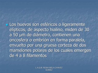 L.A.Q.B. ROSA ISELA CHAVEZ
GOMEZ
 Los huevos son esféricos o ligeramente
elípticos, de aspecto hialino, miden de 30
a 50 µm de diámetro, contienen una
oncosfera o embrión en forma paralela,
envuelto por una gruesa corteza de dos
mamelones polares de los cuales emergen
de 4 a 8 filamentos
 