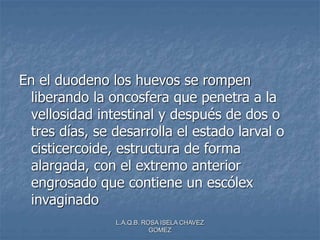 L.A.Q.B. ROSA ISELA CHAVEZ
GOMEZ
En el duodeno los huevos se rompen
liberando la oncosfera que penetra a la
vellosidad intestinal y después de dos o
tres días, se desarrolla el estado larval o
cisticercoide, estructura de forma
alargada, con el extremo anterior
engrosado que contiene un escólex
invaginado
 
