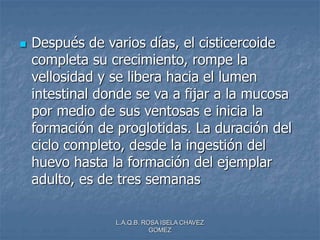 L.A.Q.B. ROSA ISELA CHAVEZ
GOMEZ
 Después de varios días, el cisticercoide
completa su crecimiento, rompe la
vellosidad y se libera hacia el lumen
intestinal donde se va a fijar a la mucosa
por medio de sus ventosas e inicia la
formación de proglotidas. La duración del
ciclo completo, desde la ingestión del
huevo hasta la formación del ejemplar
adulto, es de tres semanas
 