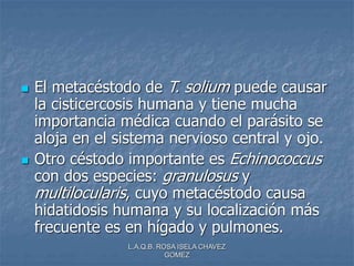 L.A.Q.B. ROSA ISELA CHAVEZ
GOMEZ
 El metacéstodo de T. solium puede causar
la cisticercosis humana y tiene mucha
importancia médica cuando el parásito se
aloja en el sistema nervioso central y ojo.
 Otro céstodo importante es Echinococcus
con dos especies: granulosus y
multilocularis, cuyo metacéstodo causa
hidatidosis humana y su localización más
frecuente es en hígado y pulmones.
 