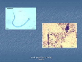 L.A.Q.B. ROSA ISELA CHAVEZ
GOMEZ
 