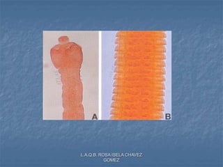 L.A.Q.B. ROSA ISELA CHAVEZ
GOMEZ
 