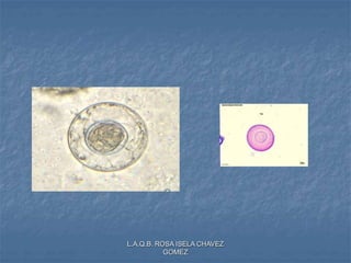 L.A.Q.B. ROSA ISELA CHAVEZ
GOMEZ
 