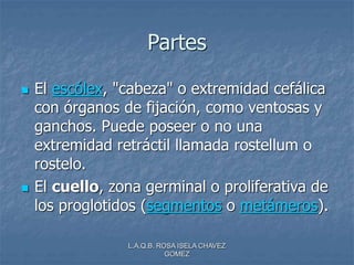 L.A.Q.B. ROSA ISELA CHAVEZ
GOMEZ
Partes
 El escólex, "cabeza" o extremidad cefálica
con órganos de fijación, como ventosas y
ganchos. Puede poseer o no una
extremidad retráctil llamada rostellum o
rostelo.
 El cuello, zona germinal o proliferativa de
los proglotidos (segmentos o metámeros).
 