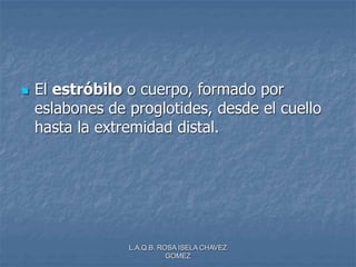 L.A.Q.B. ROSA ISELA CHAVEZ
GOMEZ
 El estróbilo o cuerpo, formado por
eslabones de proglotides, desde el cuello
hasta la extremidad distal.
 