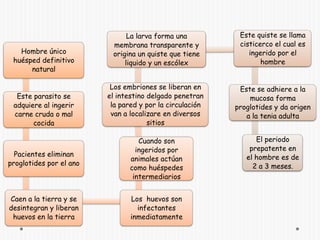 Taenia saginata:Escólex con 4 ventosas sin rostrelo ni gancho.