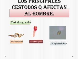 Los principales cestodos q afectan al hombre.Cestodos grandes:Taenia soliumTaenia SaginataDiphyllobothrium 
