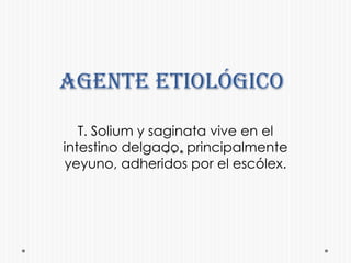 Agente etiológicoT. Solium y saginata vive en el intestino delgado, principalmente yeyuno, adheridos por el escólex. 