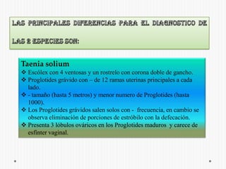 Las principales diferencias para el diagnostico de las 2 especies son:Taenia soliumEscólex con 4 ventosas y un rostrelo con corona doble de gancho.