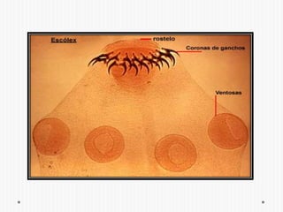 Proglotides grávido con – de 12 ramas uterinas principales a cada lado.