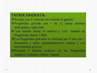 - tamaño (hasta 5 metros) y menor numero de Proglotides (hasta 1000).