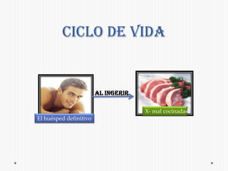 Presenta 3 lóbulos ováricos en los Proglotides maduros  y carece de esfínter vaginal.