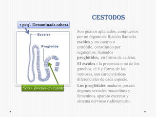 Cestodos + peq`. Denominada cabeza.Son guanos aplanados, compuestos por un órgano de fijación llamado escólex y un cuerpo o estróbilo, constituido por segmentos, llamados proglótides, en forma de cadena.Elescólex : la presencia o no de los ganchos, el # y forma de las ventosas, son características diferenciales de cada especie. Los proglótides maduros poseen órganos sexuales masculinos y femeninos, aparato excretor y sistema nervioso rudimentario. Son + jóvenes en cuanto.