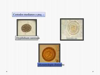 Cestodos medianos y peq´.:Dypilidium caninum Hymenolepis diminuta