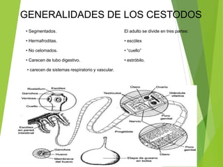 CESTODOS. | PPTX
